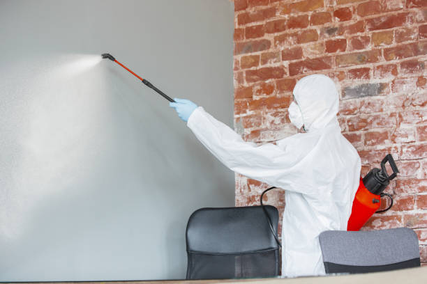 Best Mold Odor Removal Services  in Brook Park, OH
